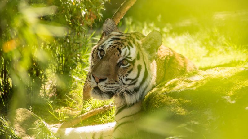 Tiger sits in foliage. 