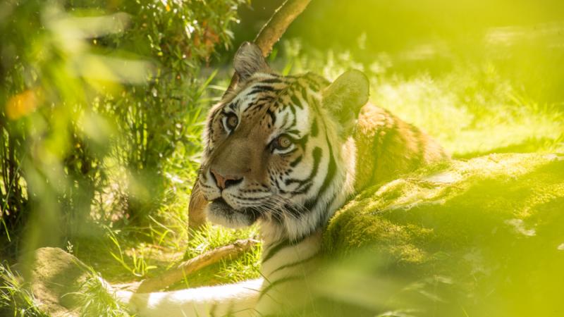 Tiger sits in foliage.