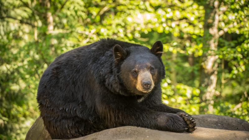 A black bear in Black Bear Ridge.