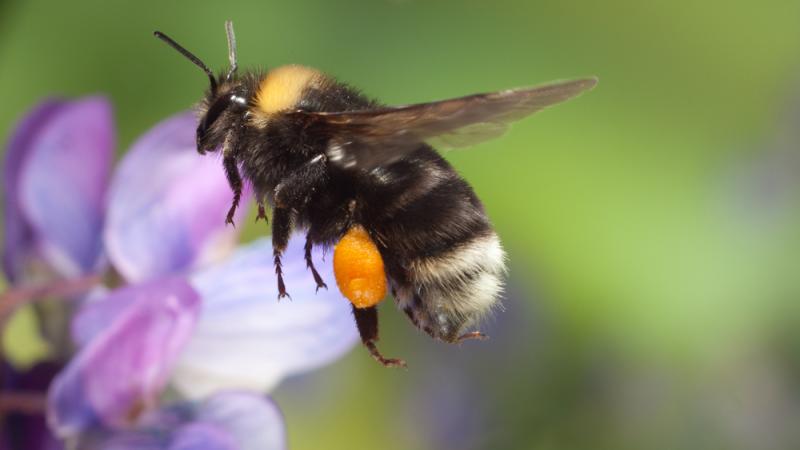 Bumble bee flies near a purple flower. 