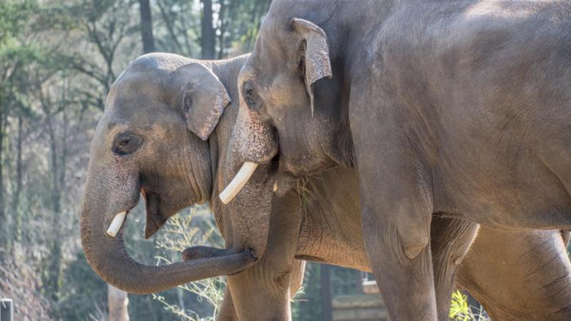 Two Asian elephants