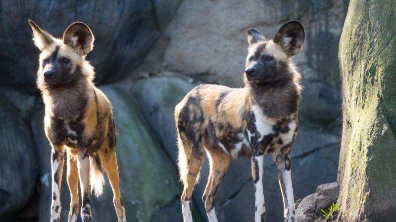 Two young African painted dogs at the Oregon Zoo.