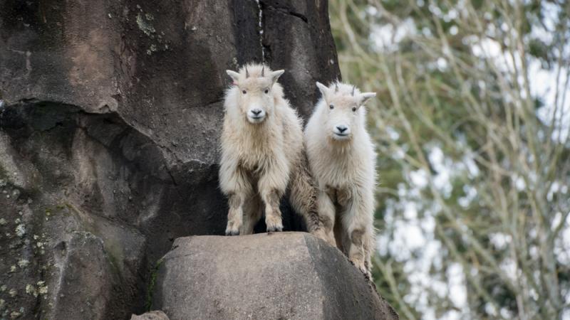 Two mountain goat kids look down from a rocky ledge.