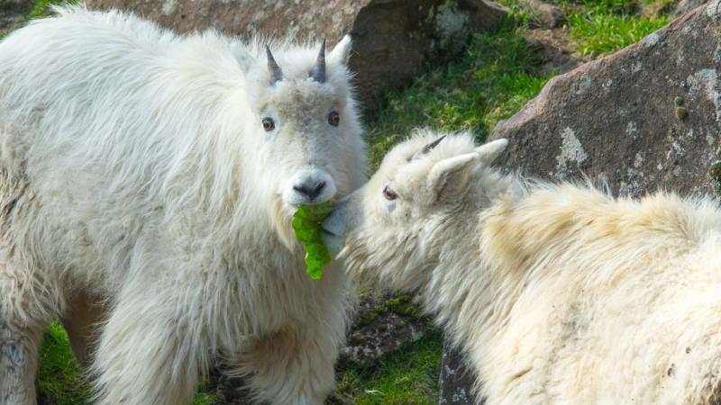 Cascade Rocky Mountain goats, Murphy, left, and Lena share some lettuce in the Cascade Crest habitat at the Oregon Zoo. 