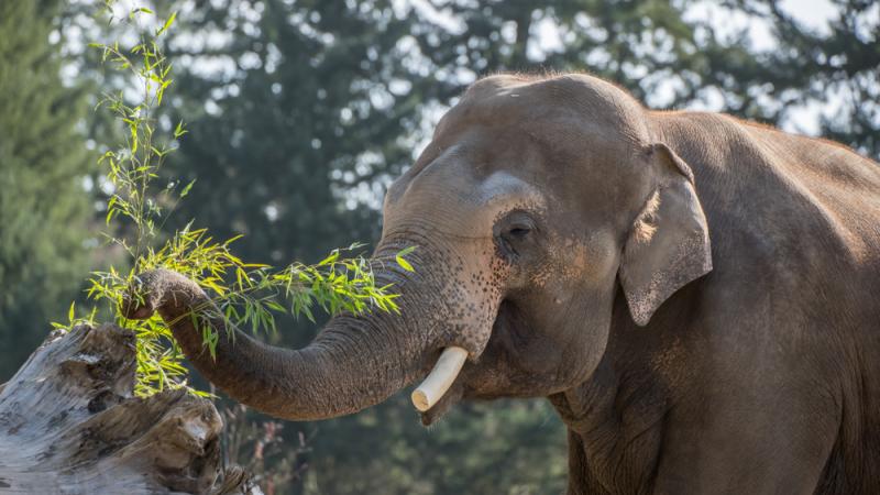 Bull Asian elephant Samson eating in Elephant Lands. 