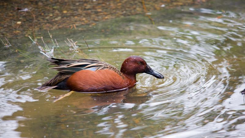 The Cinnamon Teal duck can be found in the Cascade Marsh habitat at the Oregon Zoo. 