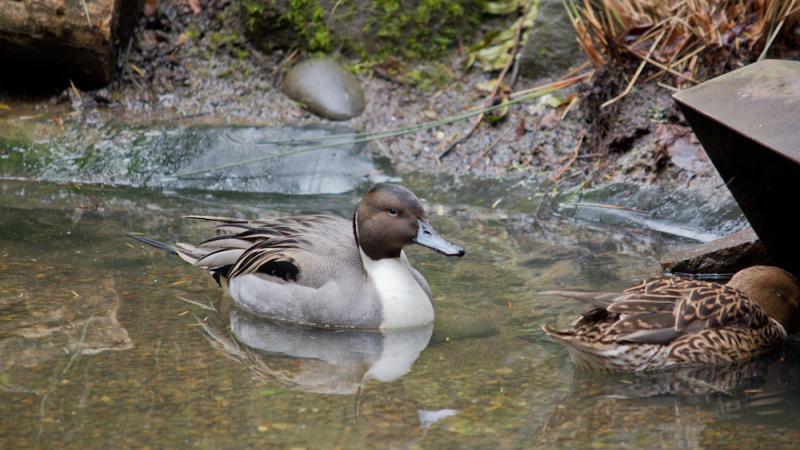 Northern pintail in a pond at the Oregon Zoo.