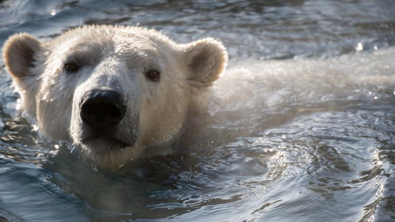 Polar bear Nora swimming in water