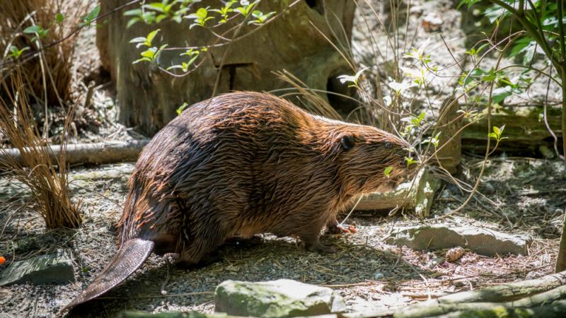 Filbert the beaver outside in his marsh habitat
