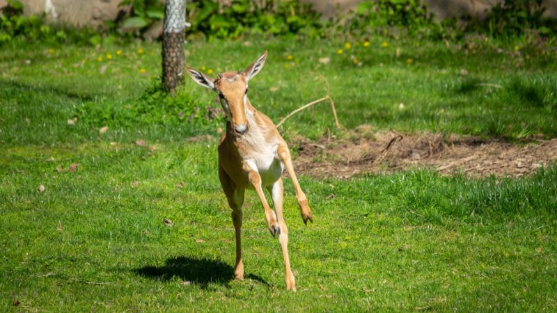bontebok calf runs on green grass