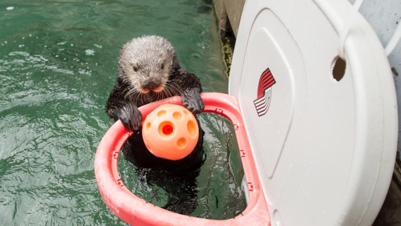 Rescued sea otter Juno plays basketball for enrichment behind the scenes at the Oregon Zoo. 