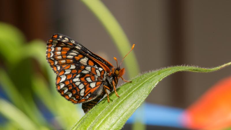 Adult female checkerspot butterfly in the Butterfly Lab.