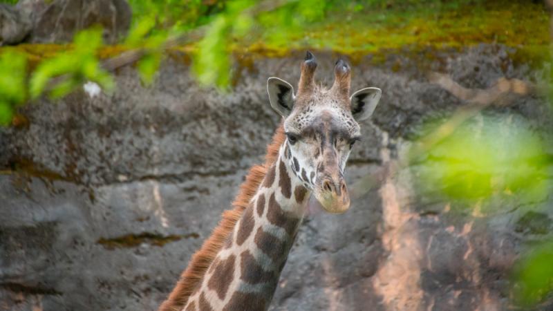 Juvenile female Masai giraffe Kiden at the Oregon Zoo. 