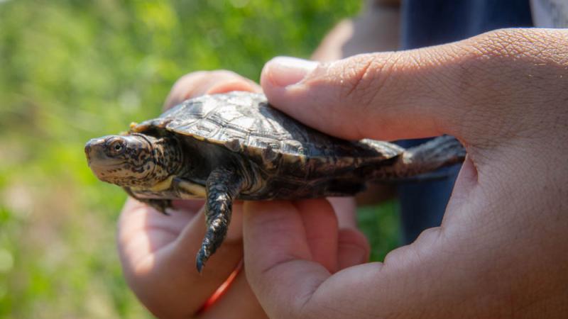 Northwestern pond turtle outside being held by two hands