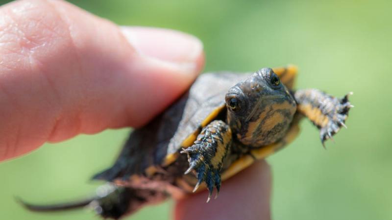 Tiny Turtle at the Bristol Zoo - ZooBorns