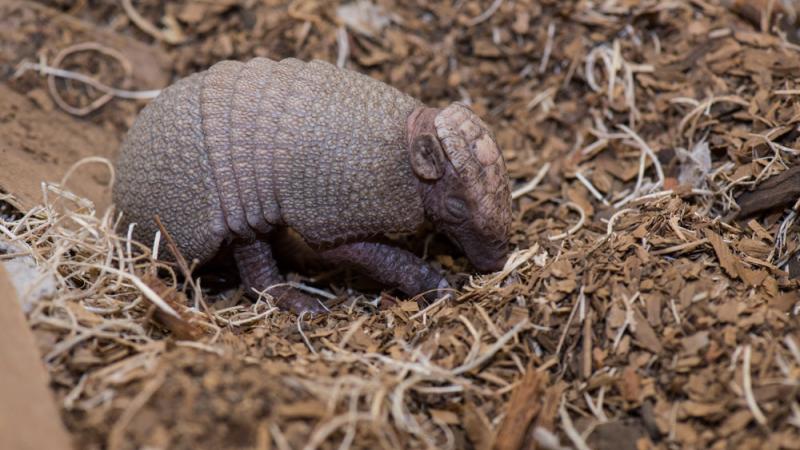 Baby armadillo at the Oregon Zoo. 