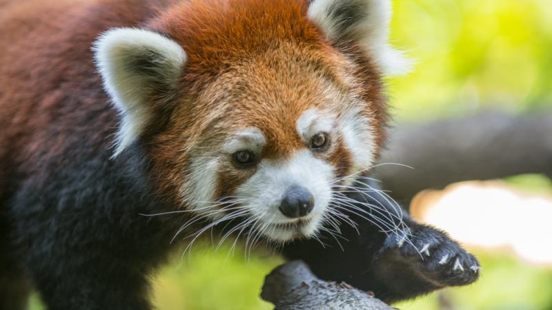 Red panda on a tree branch.