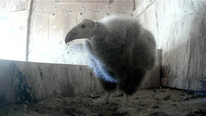 A condor chick in a nest room at the Jonsson Center for Wildlife Conservation in Clackamas.