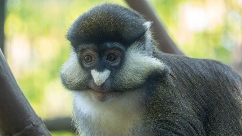 A red-tailed monkey in the treetops habitat at the Oregon Zoo.