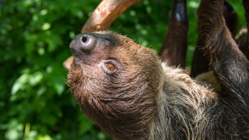 Josie the two-toe sloth hanging from a branch. 