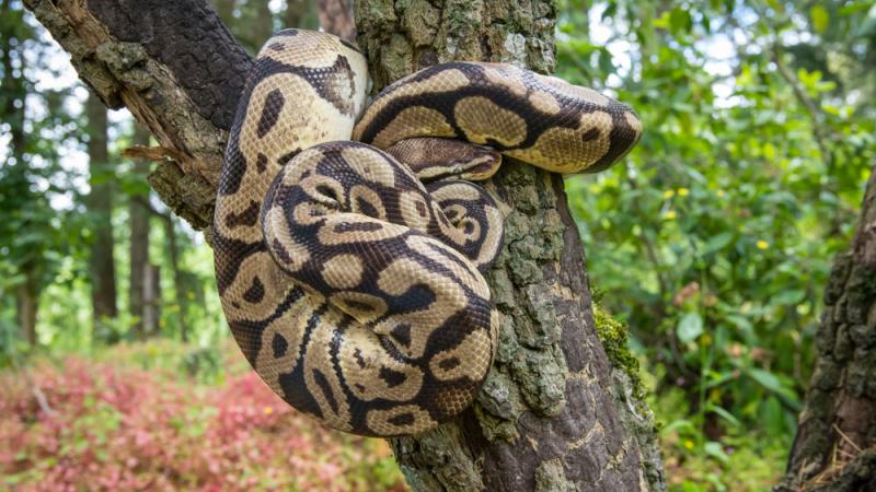 Ball python wrapped around a tree.