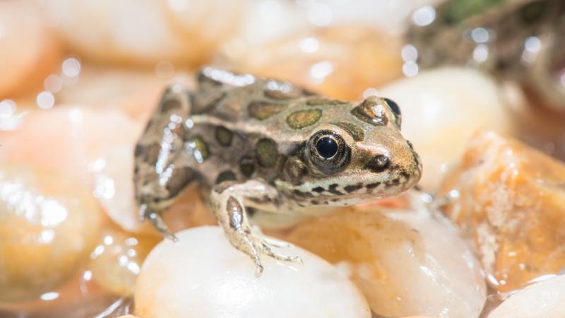 A northern leopard froglet on top of rocks