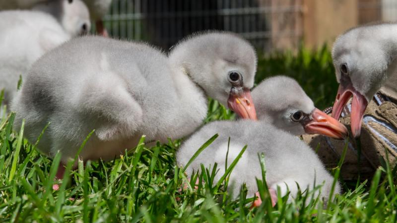 Two week-old greater flamingo chicks.