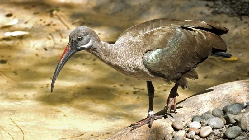 A Hadada Ibis standing on a rock at the Oregon Zoo.