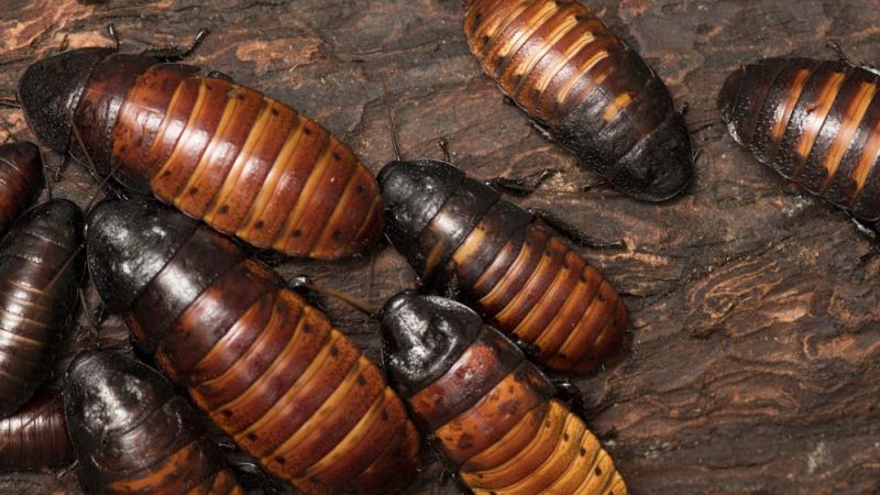 Madagascar hissing cockroach colony on a piece of wood.