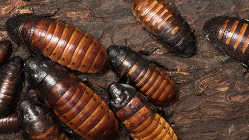 Madagascar hissing cockroach colony on a piece of wood. 