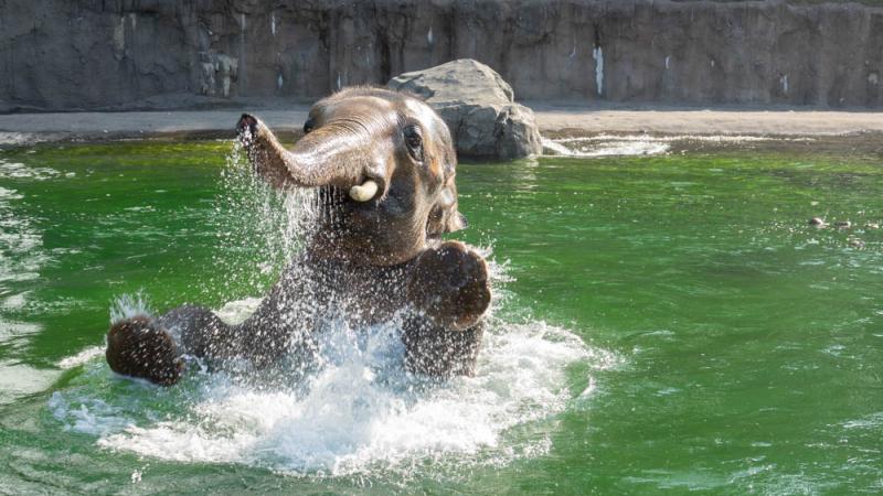 Elephant Samudra splashes in the water