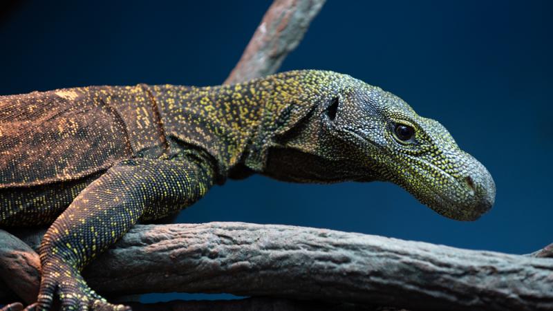 Crocodile monitor at the Oregon Zoo