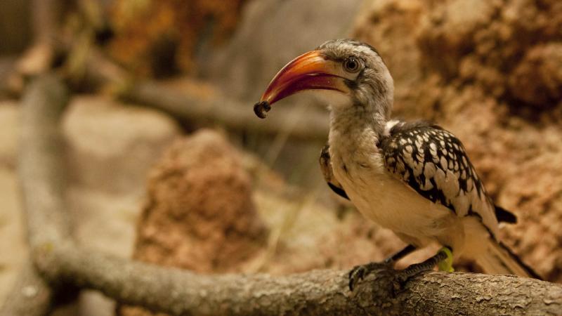 A Red-Billed Hornbill eating in the Predators of the Serengeti exhibit at the Oregon Zoo.