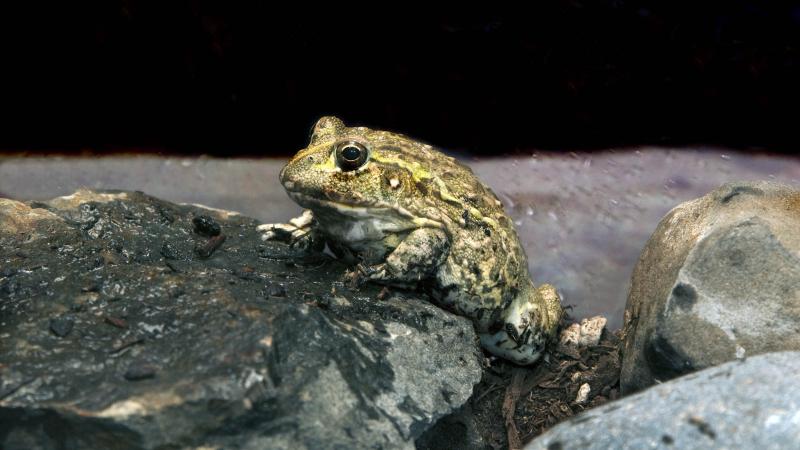 An African Bullfrog in the Predators of the Serengeti exhibit at the Oregon Zoo.