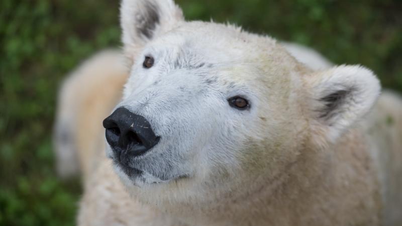 Polar bear Amelia Gray explores the Polar Passage habitat at the Oregon Zoo.