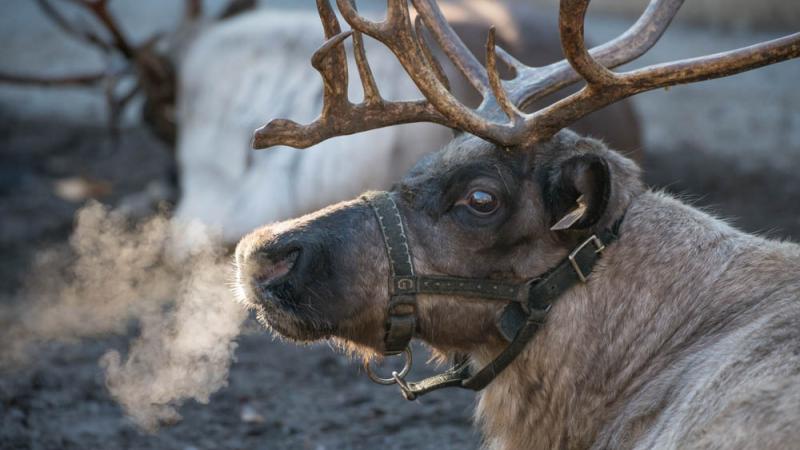 A reindeer wakes up from a nap at the Oregon Zoo.
