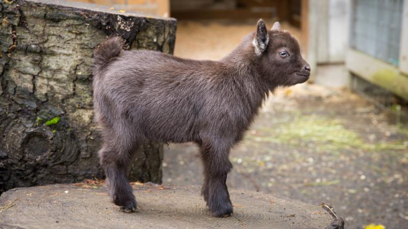 One week-old baby Nigerian dwarf goat Bruce Wayne in the Family Farm at the Oregon Zoo.