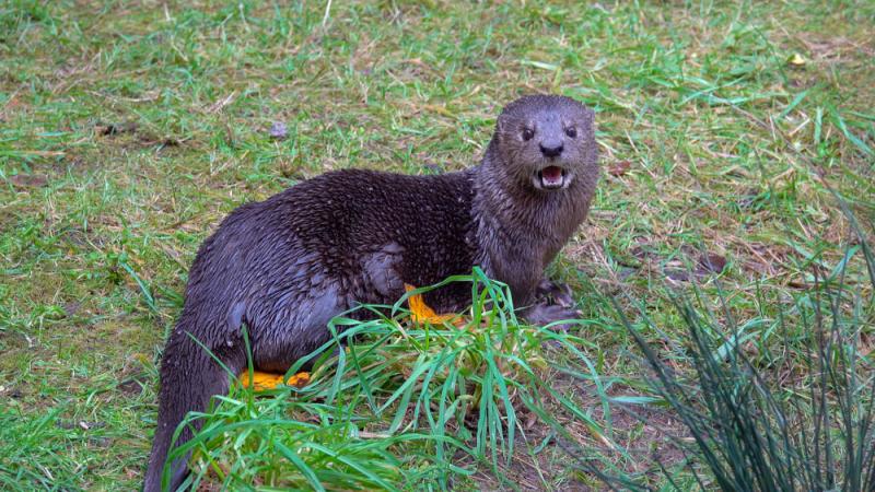 A spotted-necked otter on a patch of grass.