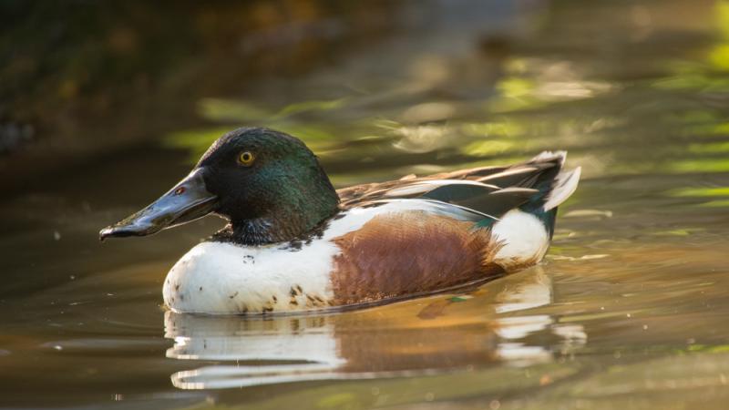 A northern shoveler in the Cascade Stream and Pond aviary. 