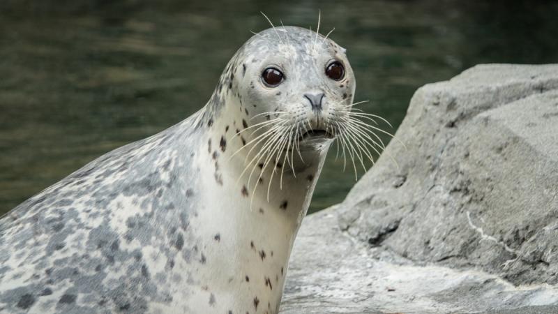 Harbor seal sitting on a rock next to a pool of water.