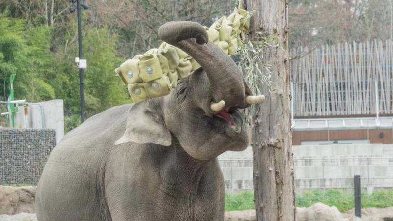 Elephant eats from a feeder in Elephant Lands.