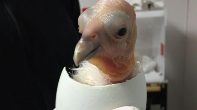 Vet holding a California condor chick. 