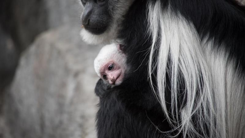 A baby colobus monkey is held by its mother. The adult has a black face and black fur with white streaks. The child has a pink face and white fur.