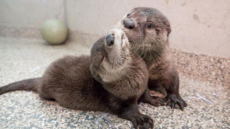 Two 6-week-old river otter orphans receive care at the Oregon Zoo's Veterinary Medical Center.