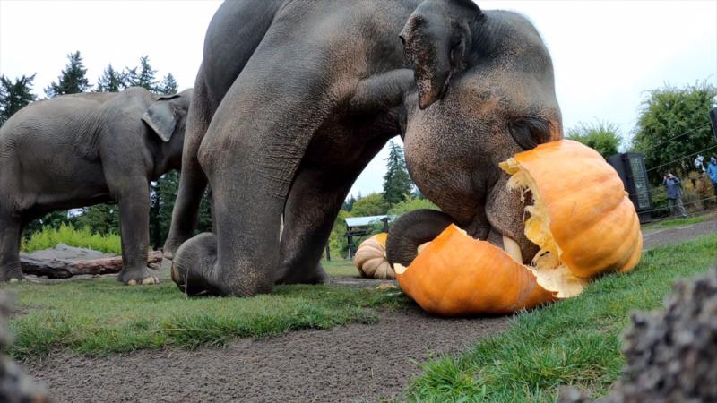 Asian elephant Samudra squishes a giant pumpkin with his tusks