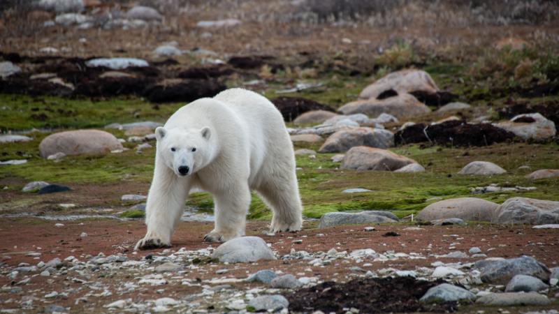 A polar bear walks across the tundra.