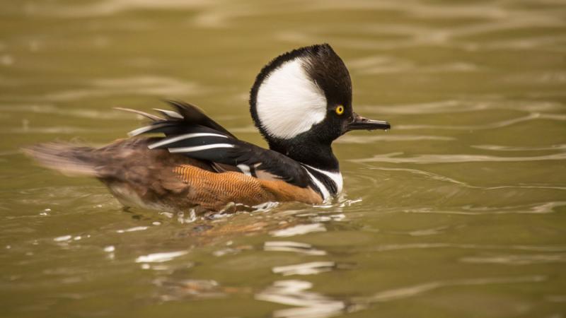 A male hooded merganser in the  Cascade Stream and Pond aviary.