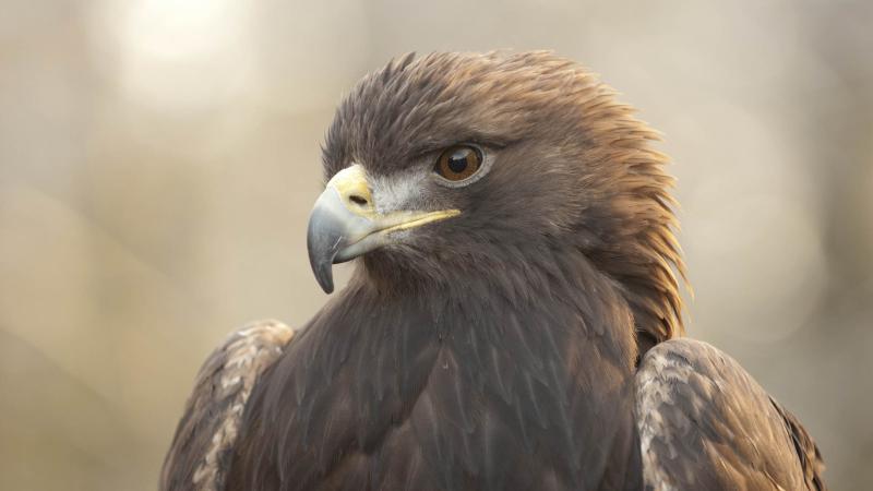 A golden eagle. 