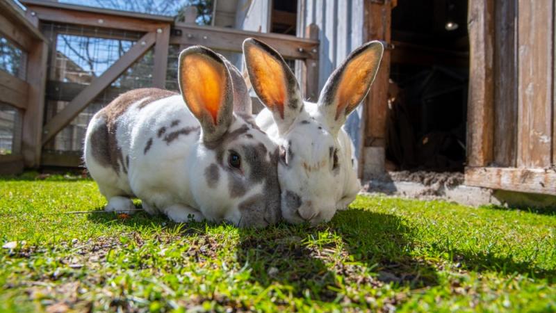 Two rabbits eating grass. 