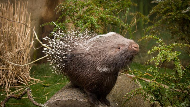 The African Crested Porcupine on exhibit at the Oregon Zoo.